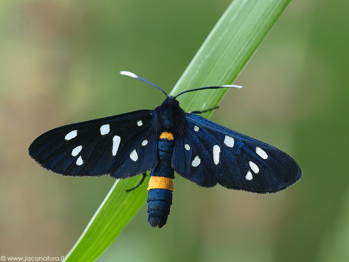 Falena diurna da identificare - Amata sp.